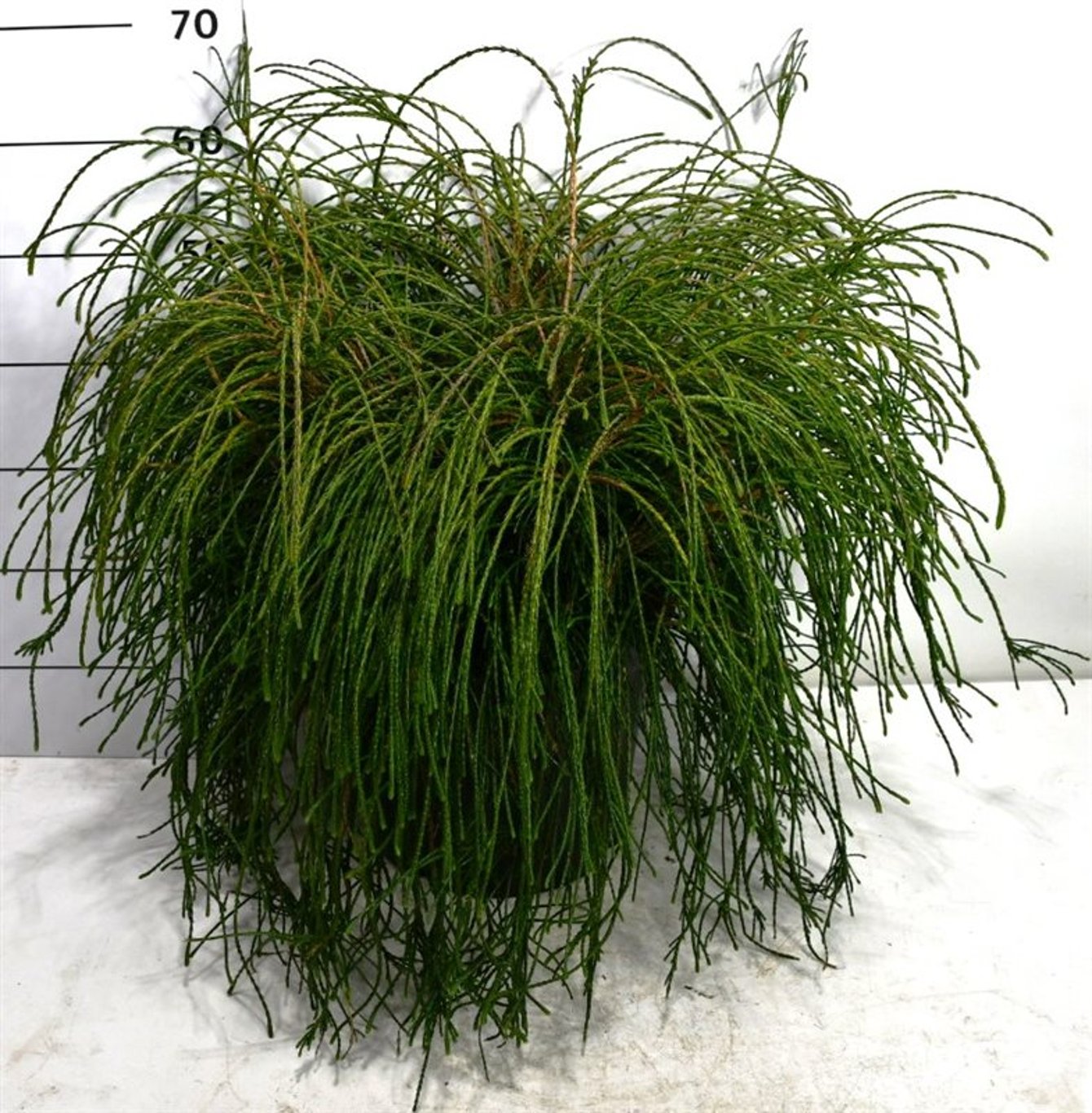 Thuja pl. 'Whipcord' - C25 50-60 CM